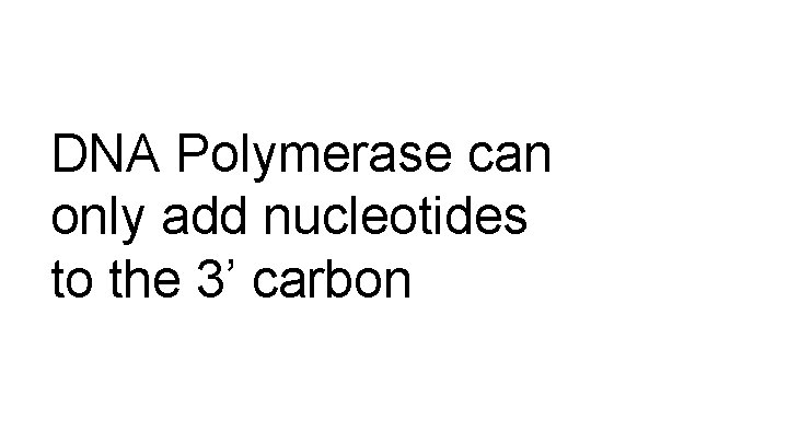 DNA Polymerase can only add nucleotides to the 3’ carbon 