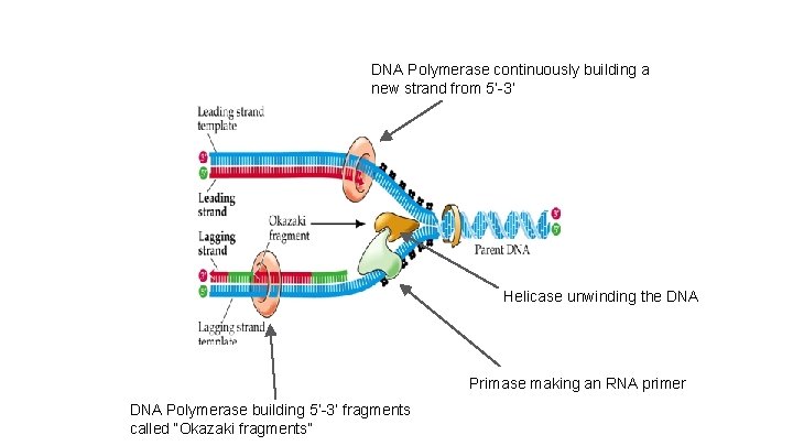 DNA Polymerase continuously building a new strand from 5’-3’ Helicase unwinding the DNA Primase