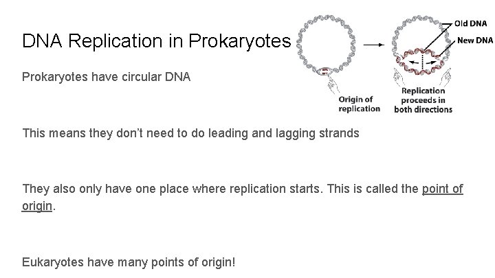 DNA Replication in Prokaryotes have circular DNA This means they don’t need to do