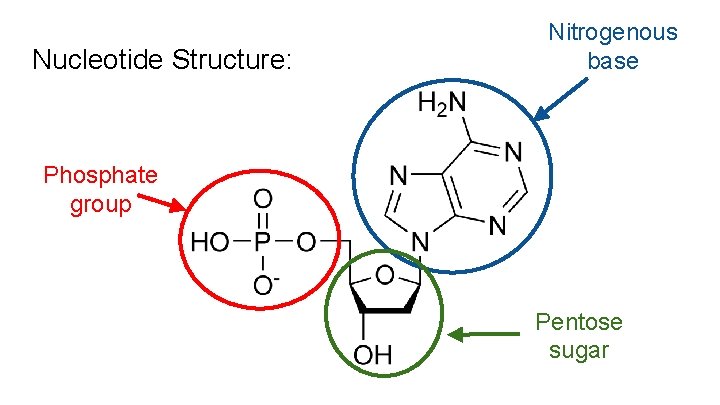 Nucleotide Structure: Nitrogenous base Phosphate group Pentose sugar 