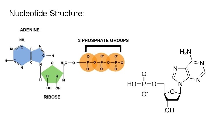 Nucleotide Structure: 