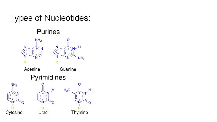 Types of Nucleotides: 