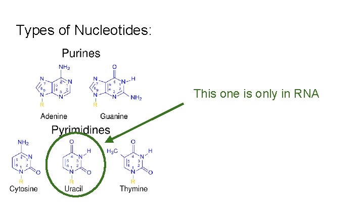 Types of Nucleotides: This one is only in RNA 