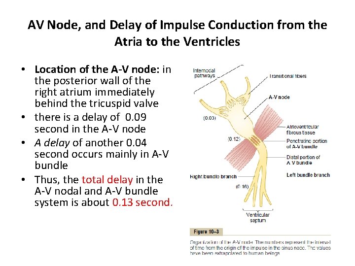 AV Node, and Delay of Impulse Conduction from the Atria to the Ventricles •