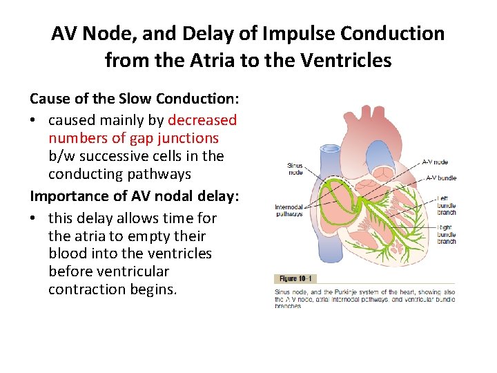 AV Node, and Delay of Impulse Conduction from the Atria to the Ventricles Cause