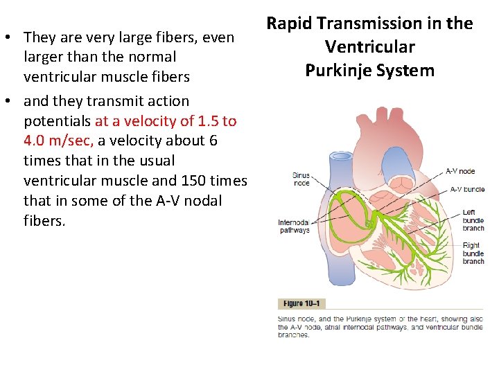 • They are very large fibers, even larger than the normal ventricular muscle
