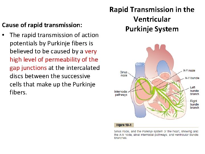 Cause of rapid transmission: • The rapid transmission of action potentials by Purkinje fibers