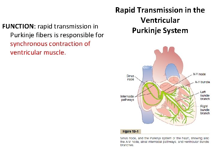 FUNCTION: rapid transmission in Purkinje fibers is responsible for synchronous contraction of ventricular muscle.