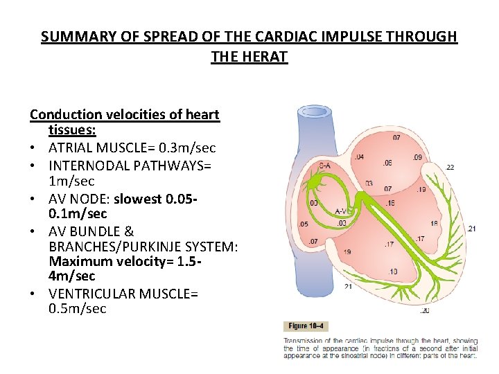 SUMMARY OF SPREAD OF THE CARDIAC IMPULSE THROUGH THE HERAT Conduction velocities of heart