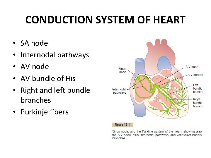 CONDUCTION SYSTEM OF HEART SA node Internodal pathways AV node AV bundle of His