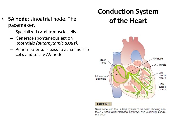  • SA node: sinoatrial node. The pacemaker. – Specialized cardiac muscle cells. –