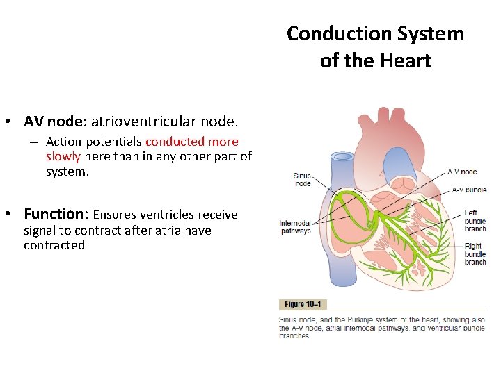 Conduction System of the Heart • AV node: atrioventricular node. – Action potentials conducted