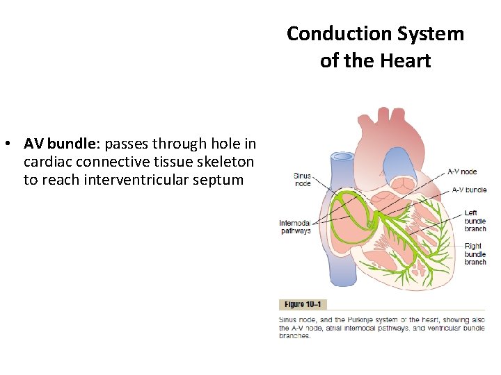 Conduction System of the Heart • AV bundle: passes through hole in cardiac connective