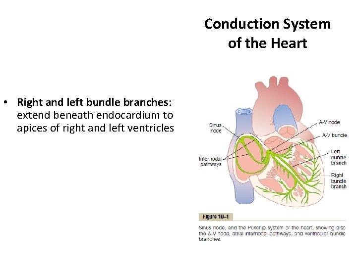 Conduction System of the Heart • Right and left bundle branches: extend beneath endocardium