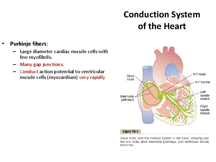 Conduction System of the Heart • Purkinje fibers: – Large diameter cardiac muscle cells