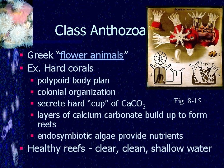 Class Anthozoa § Greek “flower animals” § Ex. Hard corals § polypoid body plan