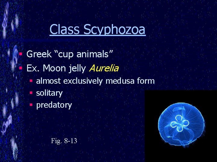 Class Scyphozoa § Greek “cup animals” § Ex. Moon jelly Aurelia § almost exclusively