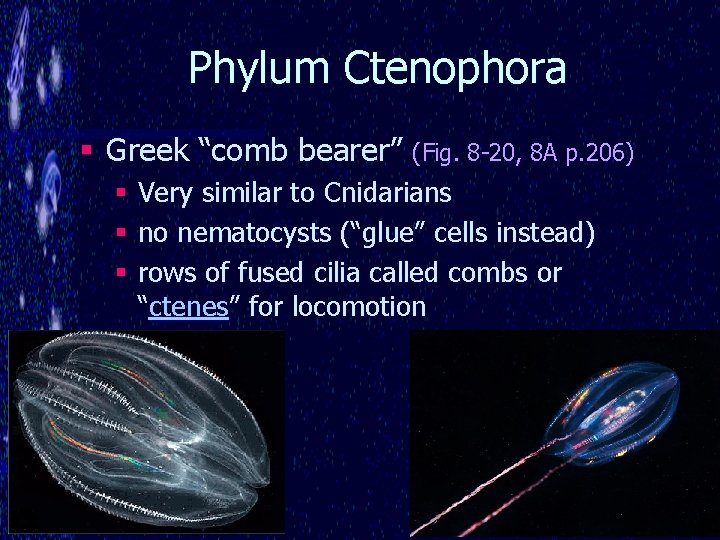 Phylum Ctenophora § Greek “comb bearer” (Fig. 8 -20, 8 A p. 206) §