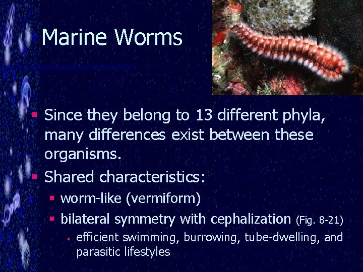 Marine Worms § Since they belong to 13 different phyla, many differences exist between