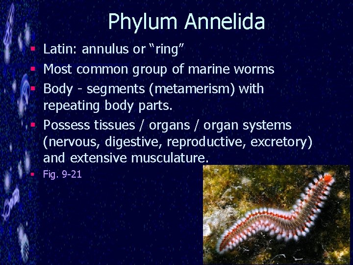 Phylum Annelida § Latin: annulus or “ring” § Most common group of marine worms