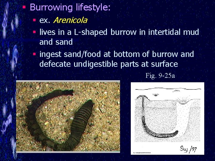 § Burrowing lifestyle: § ex. Arenicola § lives in a L-shaped burrow in intertidal