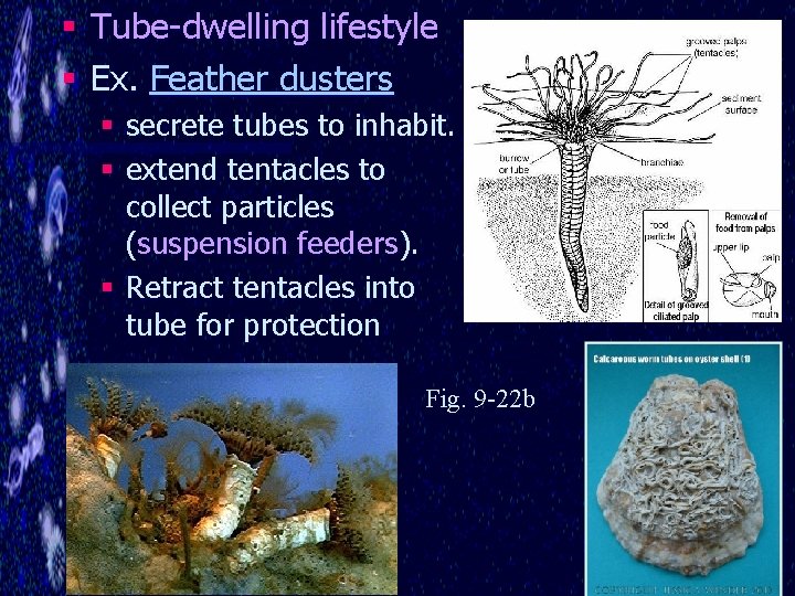 § Tube-dwelling lifestyle § Ex. Feather dusters § secrete tubes to inhabit. § extend