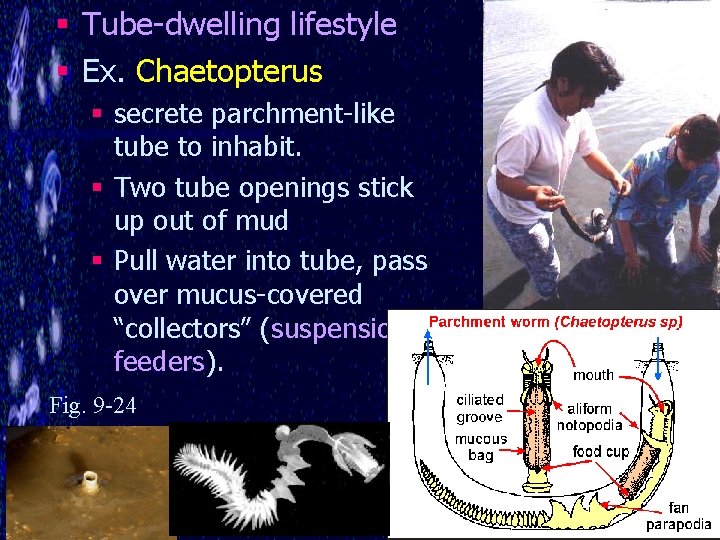 § Tube-dwelling lifestyle § Ex. Chaetopterus § secrete parchment-like tube to inhabit. § Two