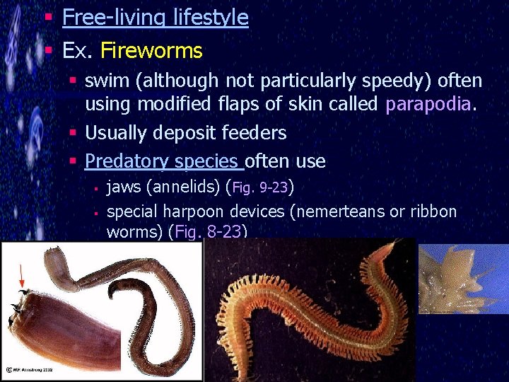 § Free-living lifestyle § Ex. Fireworms § swim (although not particularly speedy) often using