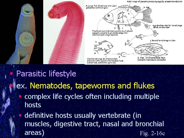 § Parasitic lifestyle § ex. Nematodes, tapeworms and flukes § complex life cycles often