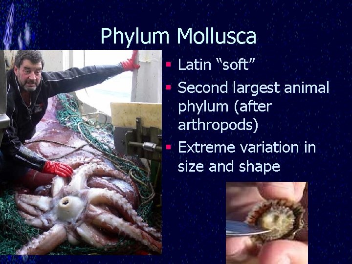 Phylum Mollusca § Latin “soft” § Second largest animal phylum (after arthropods) § Extreme