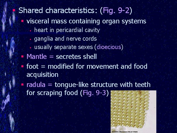 § Shared characteristics: (Fig. 9 -2) § visceral mass containing organ systems § §