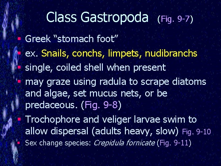 Class Gastropoda (Fig. 9 -7) Greek “stomach foot” ex. Snails, conchs, limpets, nudibranchs single,