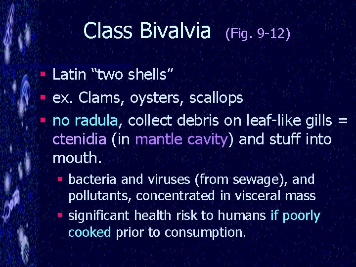 Class Bivalvia § § § (Fig. 9 -12) Latin “two shells” ex. Clams, oysters,