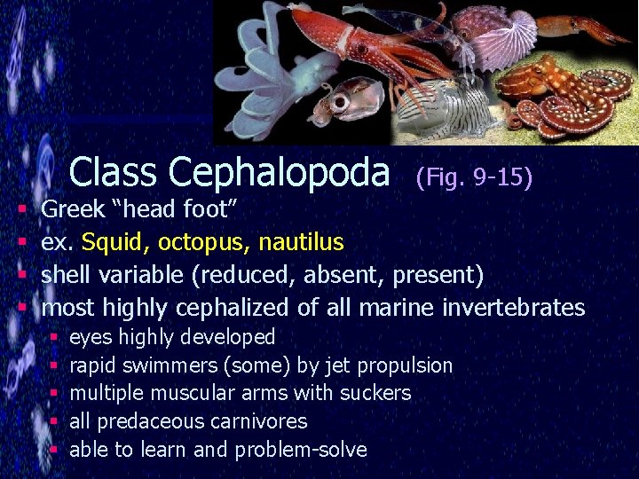 § § Class Cephalopoda (Fig. 9 -15) Greek “head foot” ex. Squid, octopus, nautilus