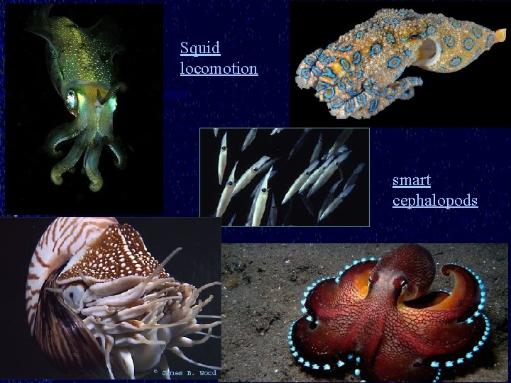 Squid locomotion smart cephalopods 