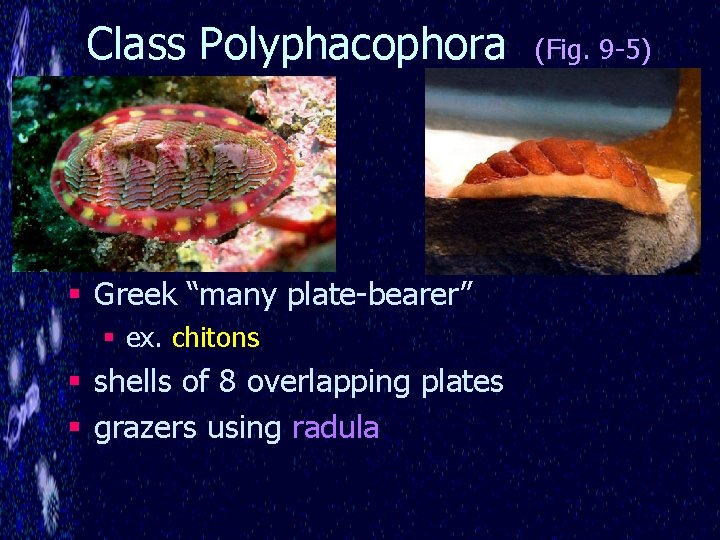 Class Polyphacophora § Greek “many plate-bearer” § ex. chitons § shells of 8 overlapping