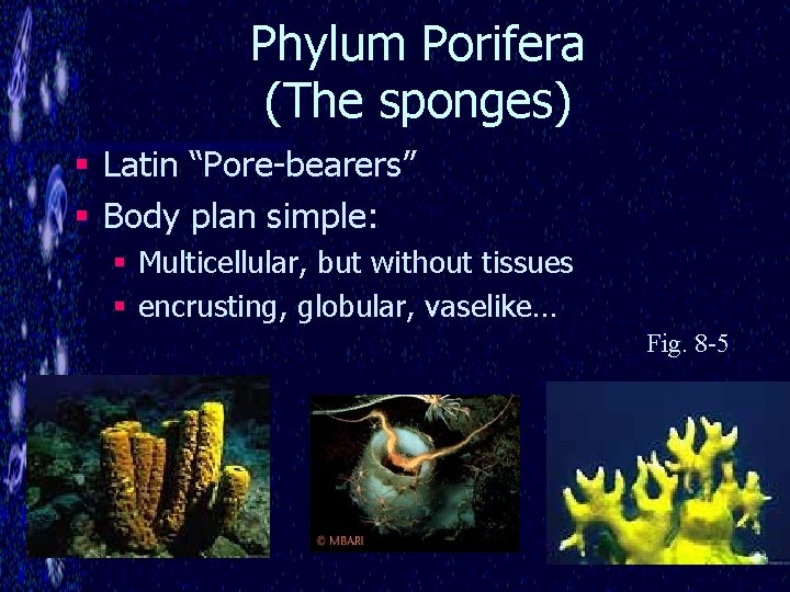 Phylum Porifera (The sponges) § Latin “Pore-bearers” § Body plan simple: § Multicellular, but