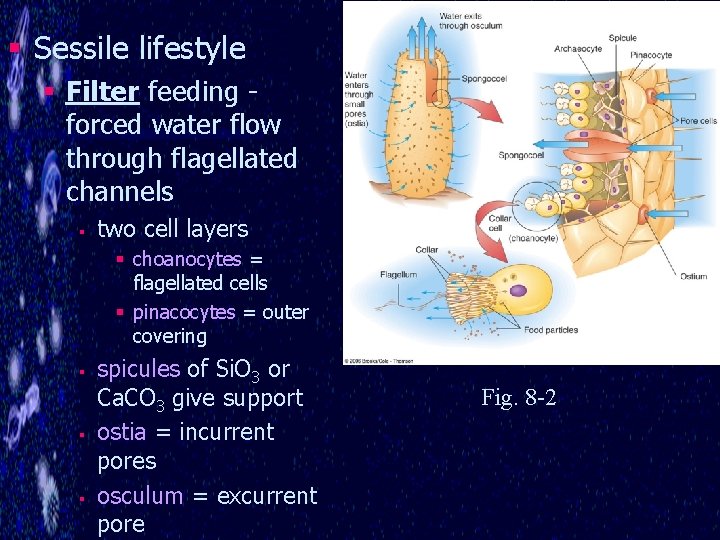 § Sessile lifestyle § Filter feeding forced water flow through flagellated channels § two