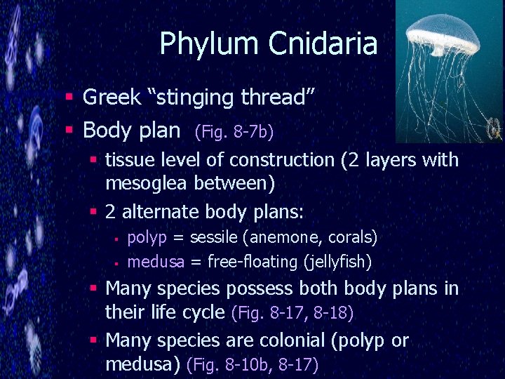 Phylum Cnidaria § Greek “stinging thread” § Body plan (Fig. 8 -7 b) §