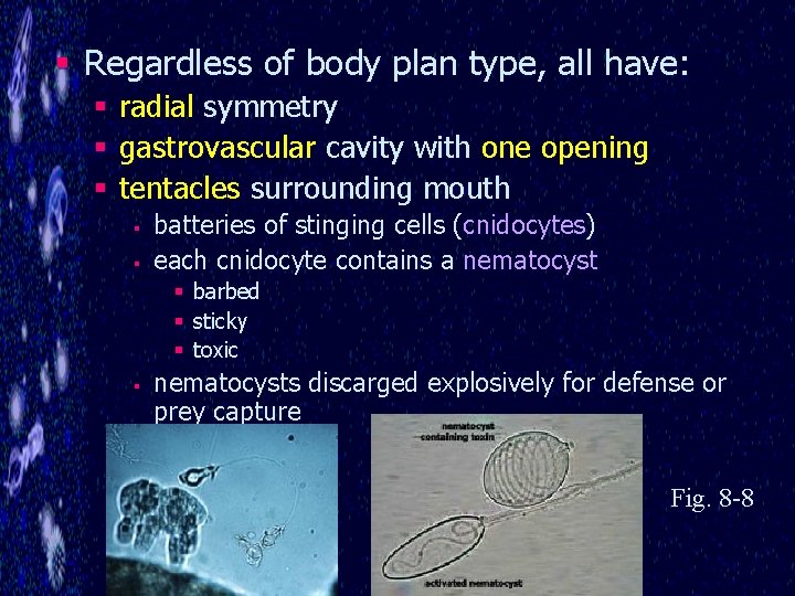 § Regardless of body plan type, all have: § radial symmetry § gastrovascular cavity