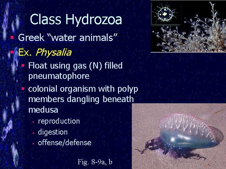 Class Hydrozoa § Greek “water animals” § Ex. Physalia § Float using gas (N)