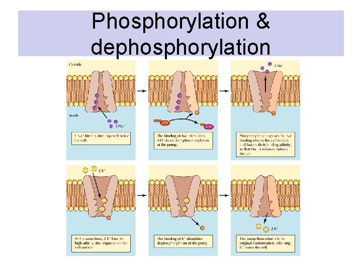 Phosphorylation & dephosphorylation Phosphorylation & dephosphorylation
