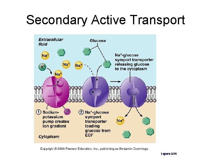 Secondary Active Transport 