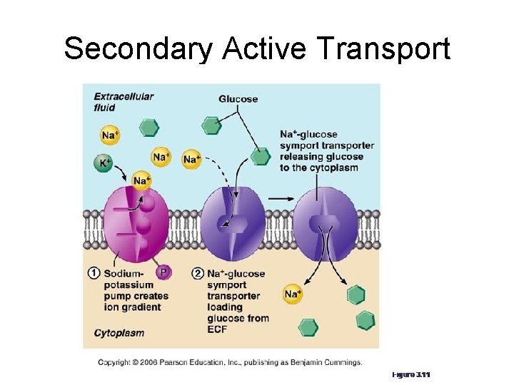 Secondary Active Transport Secondary Active Transport