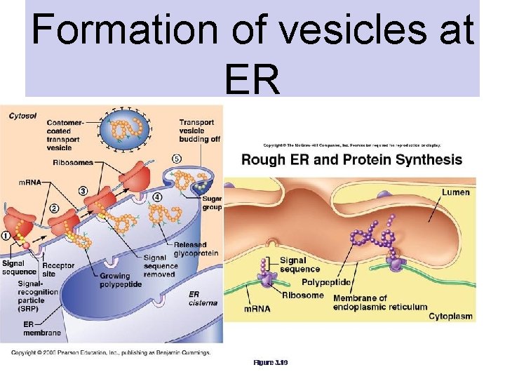 Formation of vesicles at ER 