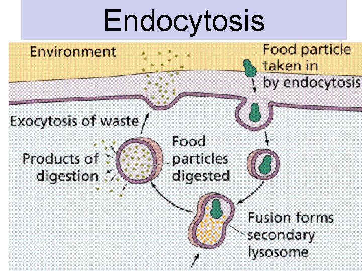Endocytosis Endocytosis