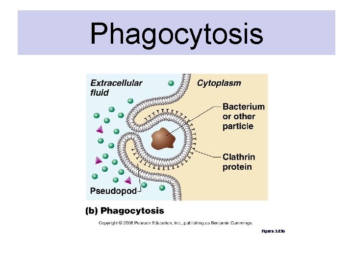 Phagocytosis Phagocytosis