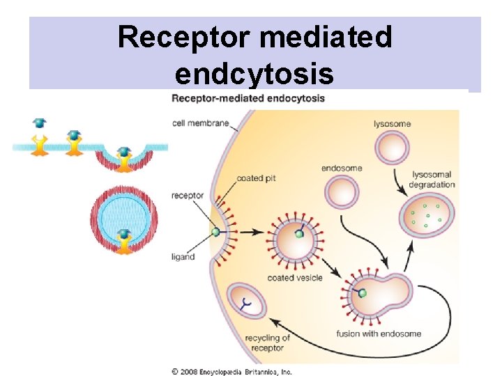 Receptor mediated endcytosis Receptor mediated endcytosis