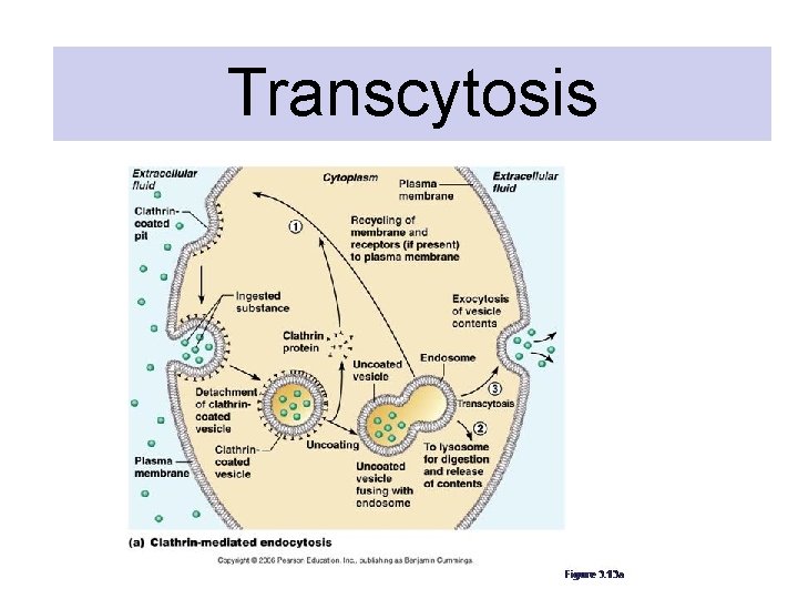 Transcytosis Transcytosis