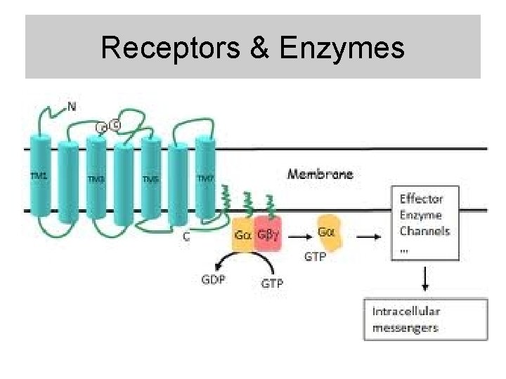 Receptors & Enzymes Receptors & Enzymes